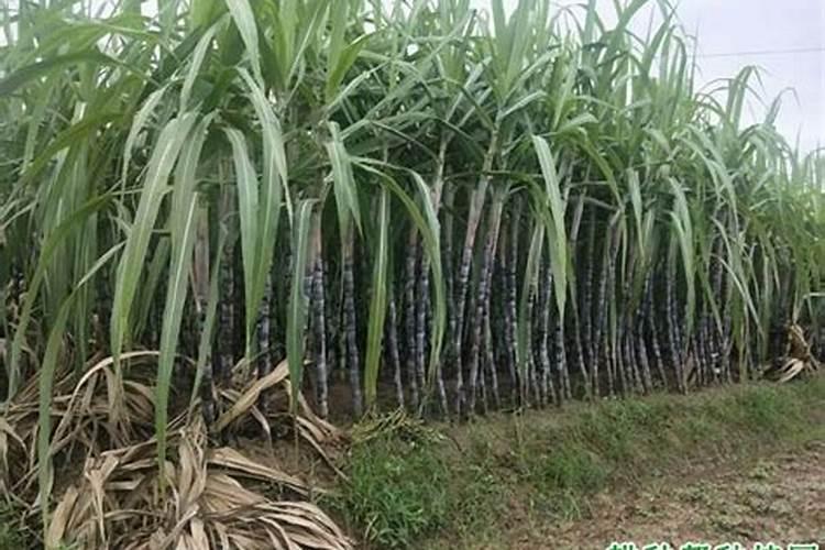 甘蔗最好的肥料是什么？
