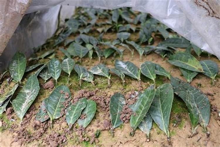 磷酸二氢钾的原料是什么