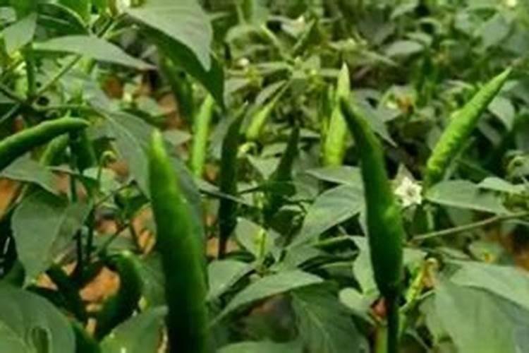 辣椒开花期一亩地滴两公斤左右高钾肥合适吗