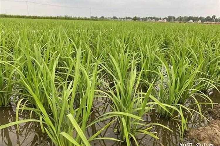 芒果树多久施肥一次 最佳施肥时间是几月份