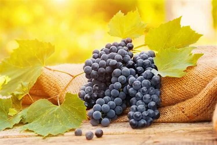 种大蒜用什么肥料好