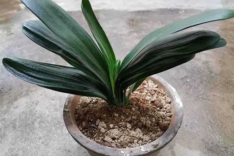 斤水溶肥兑多少水,水溶肥如何使用效果才好