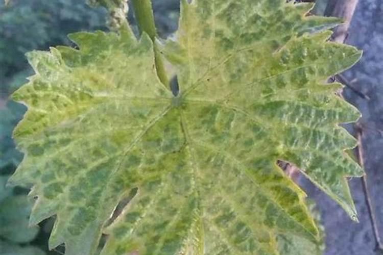 葡萄叶片黄化怎么治？