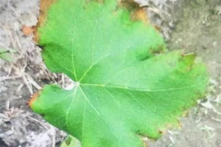 高温天气葡萄叶片喷什么能保护好