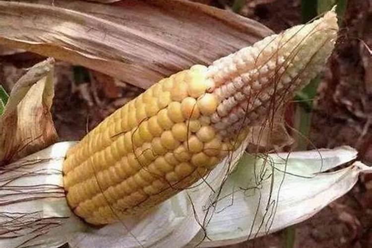 玉米叶面喷施肥有那些