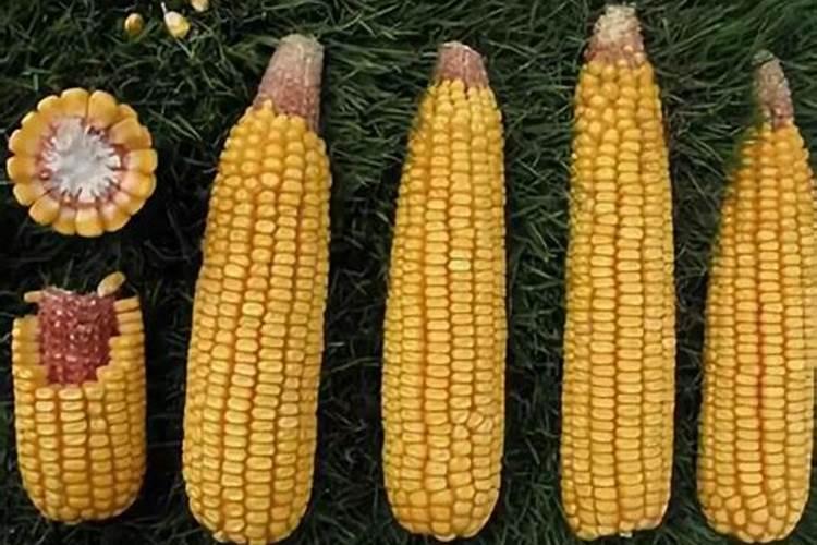 玉米秃尖是什么原因造成的