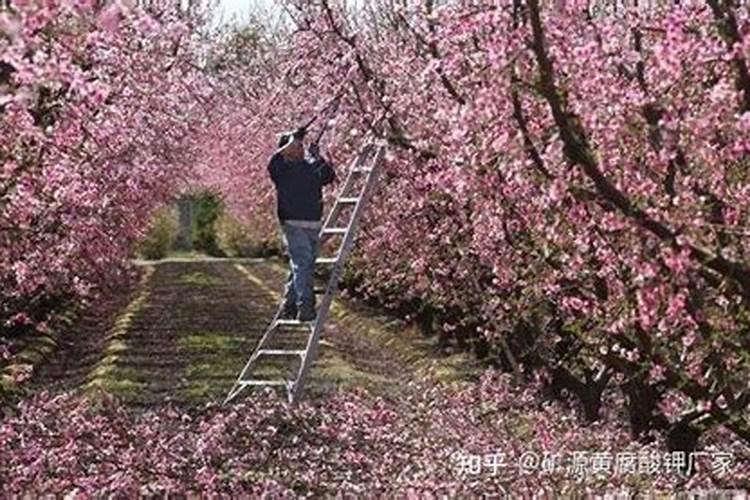 果树怎么施水溶肥？