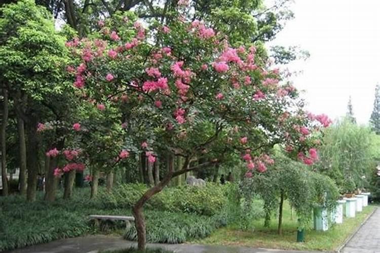 新移栽的紫薇树能施肥吗