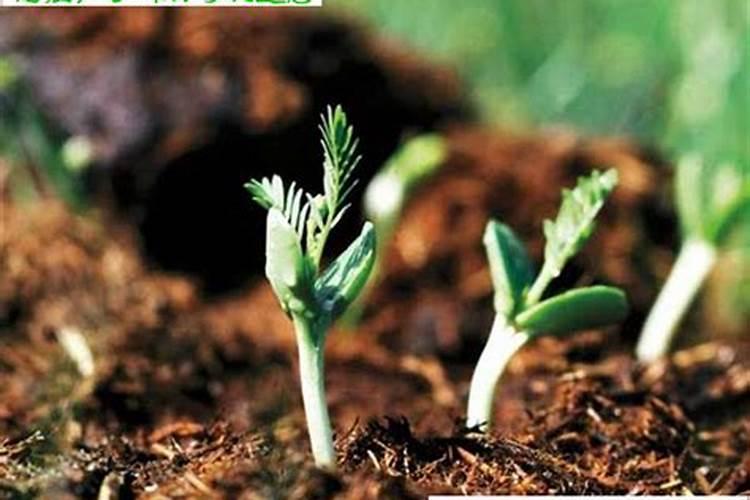 如何让紫薇树长得更快一些