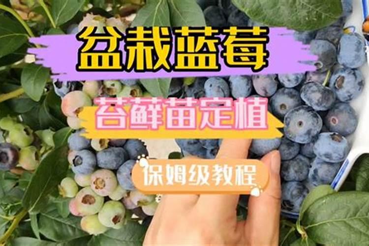 水溶肥施用后多久见效