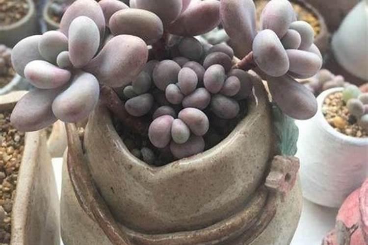 多肉植物能喷磷钾肥吗