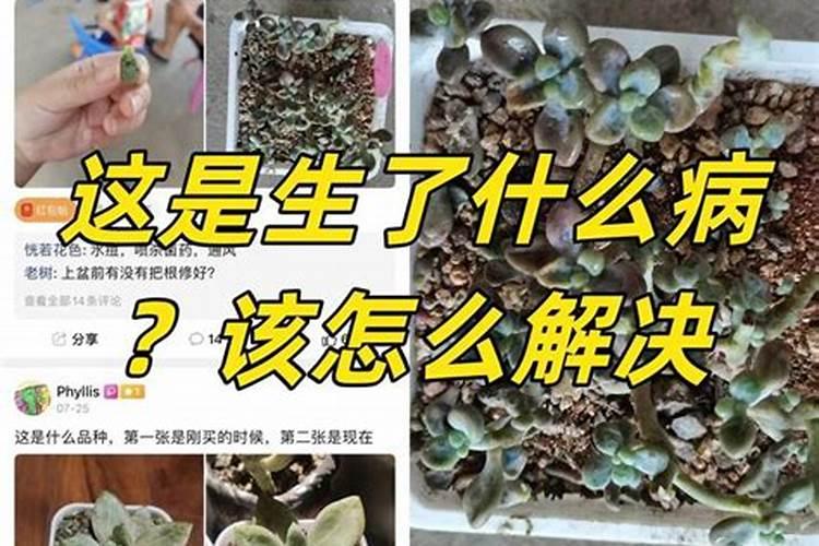 星美人多肉怎样爆头,扦插枝条追施磷肥