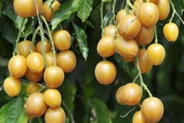 种植黄皮果时,我们该选用怎样的肥料？