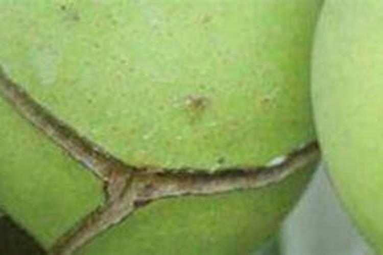 梨树种植促花保果专用肥料哪里买？梨树高产专用叶面肥？