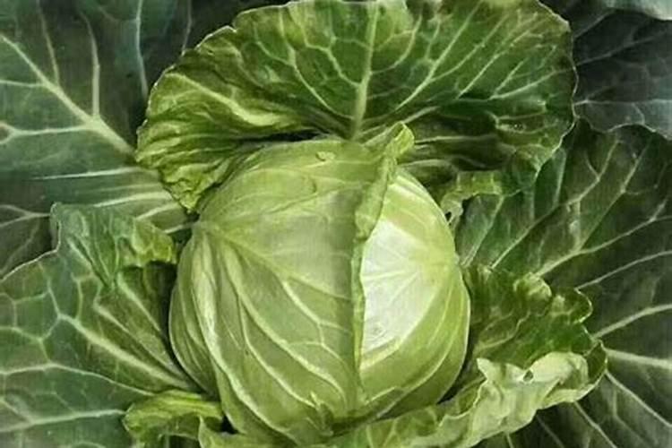 魔芋的生长特性有哪些？