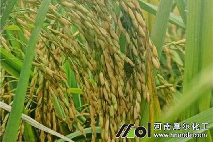 氨基酸水溶肥的功效与作用是什么？