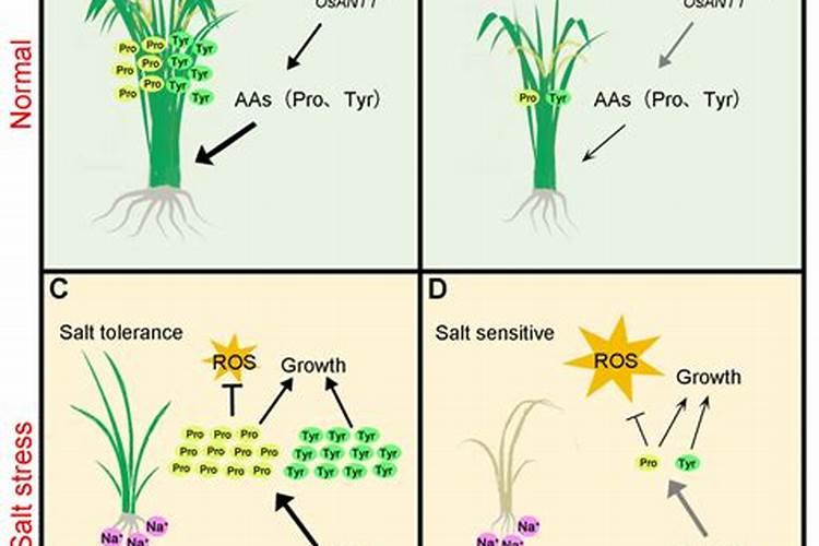 含氨基酸水溶肥料油菜专用可以打稻谷吗？