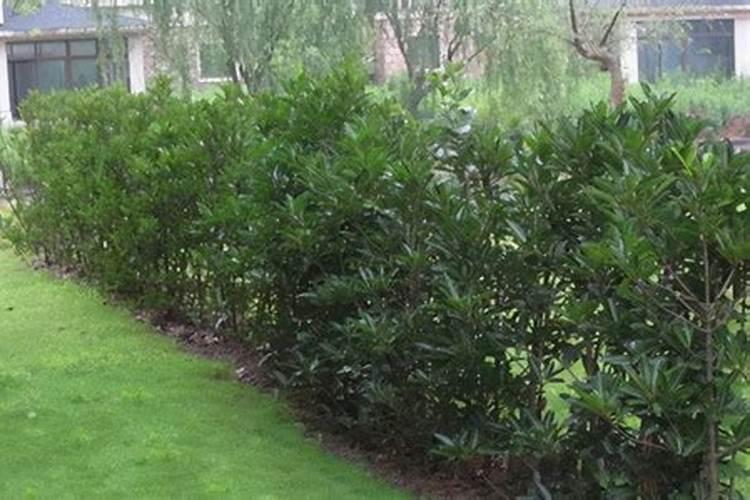 冬青树什么时候施肥好？