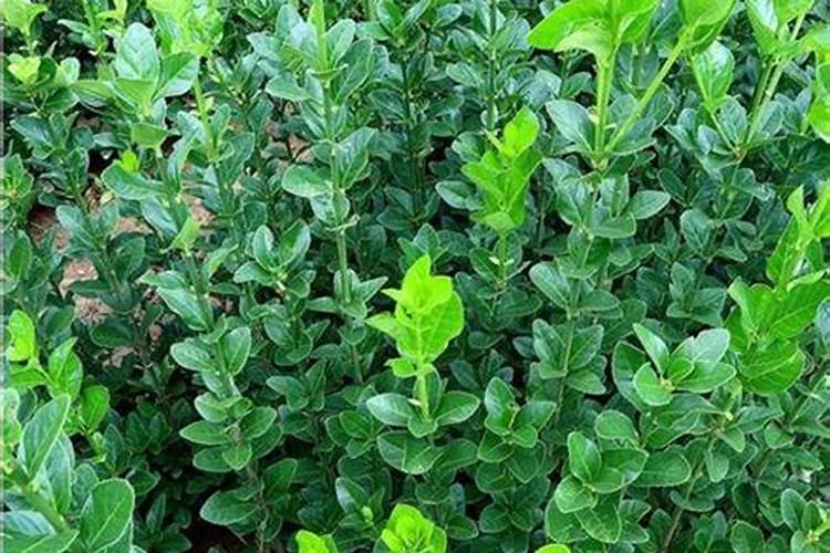 正月种植法国冬青的养殖方法