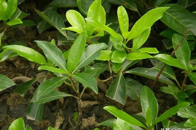 冬青树什么时候施肥好？