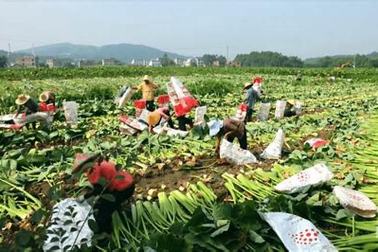香芋施用复合肥需要注意哪些事项才能生长好？