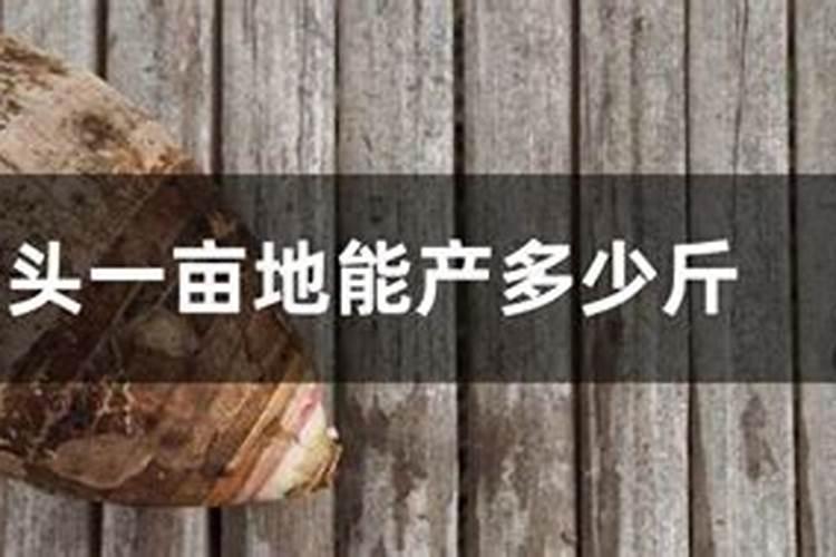 香芋的种植方法