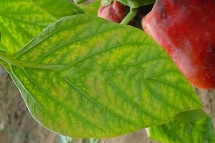 钙美磷肥可以给花生,辣椒施肥吗