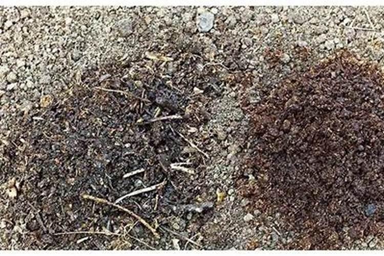 枣树移栽时间和方法