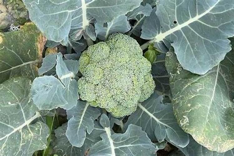 西兰花座果期用什么叶面肥效果好？西兰花保花保果冲施什么肥料好？