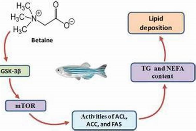 用甜菜碱钓鱼真的有效果吗
