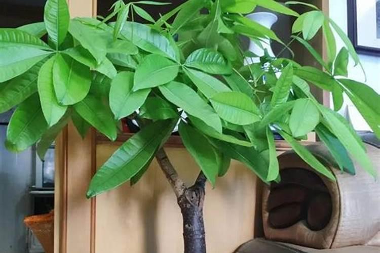 发财树冬天怎么养不冻死