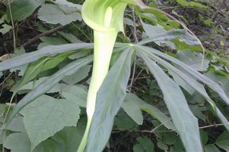 虎皮兰多久施肥 虎皮兰应如何施肥？