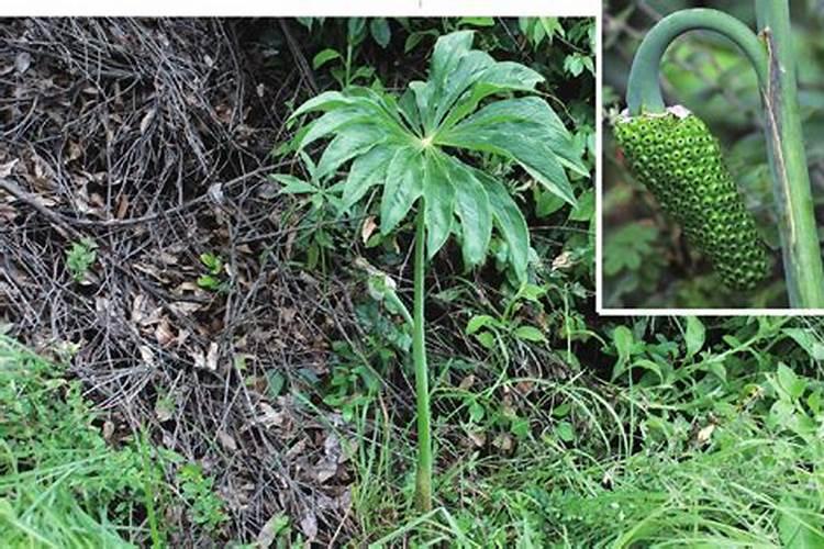 火鹤怎么养才能更旺盛