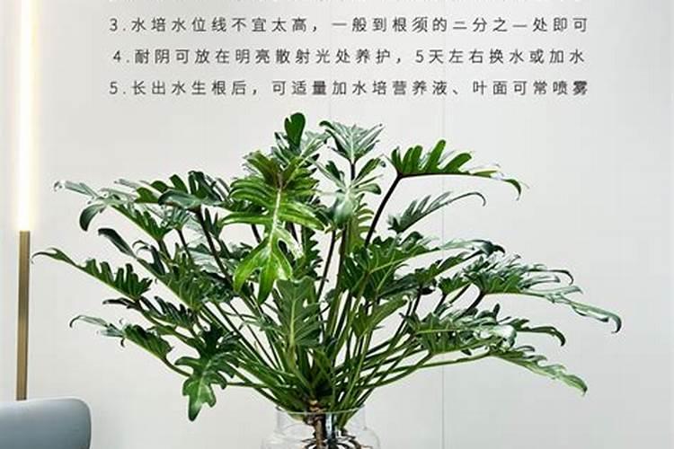植物小仙女怎么养？