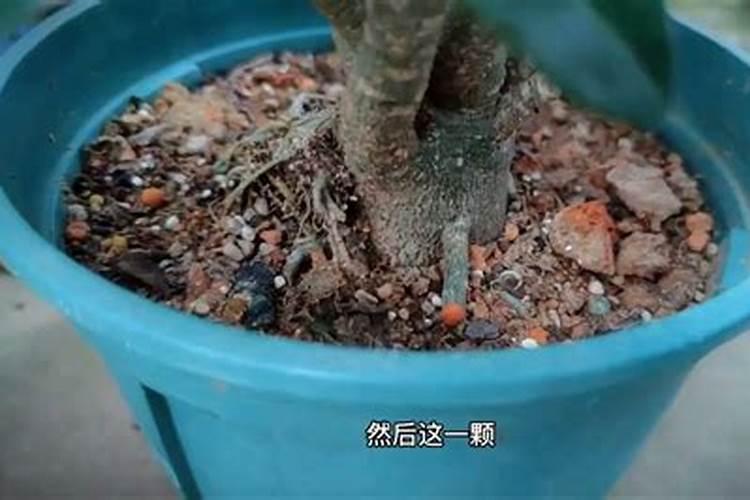 怎样才能把沙漠玫瑰养好？