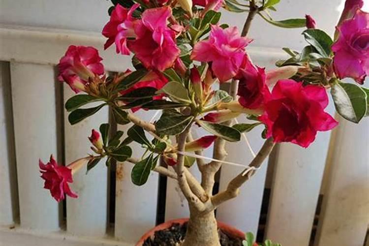 为什么我的沙玫不开花