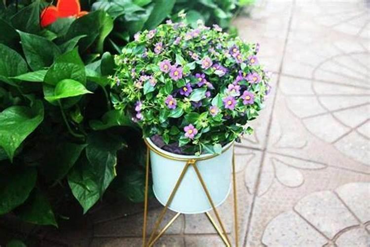 芒果施什么肥料有利于生长？芒果怎么施肥