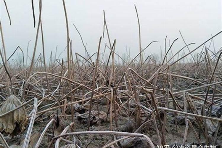 土壤怎么改良？矿源黄腐酸钾有效吗？