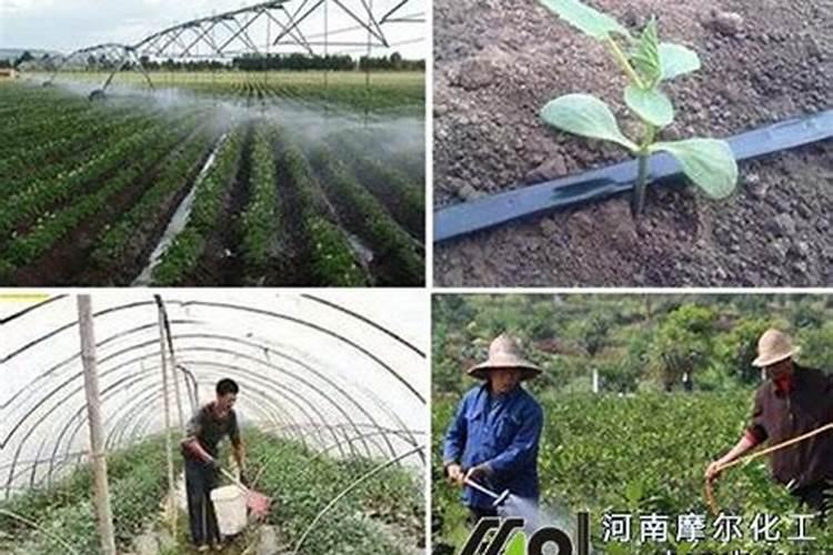 膨大水溶肥几天见效