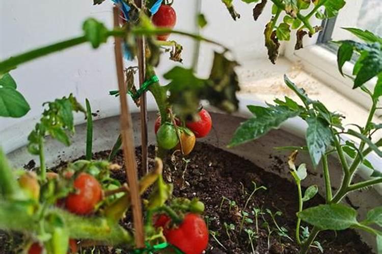 小蕃茄种植方法