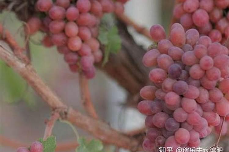 海藻鱼蛋白水溶肥料作用