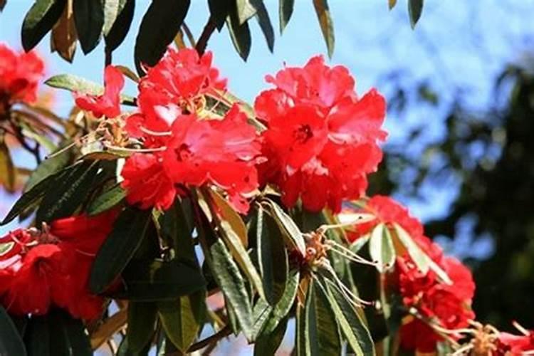 北京可以种植樱花吗？