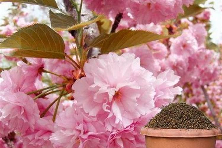 樱花虾的繁殖与饲养