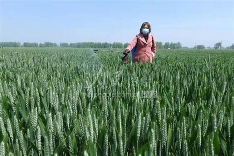 小麦上喷施硼肥有什么好处？拔节孕穗期喷2次,籽粒饱满能增产