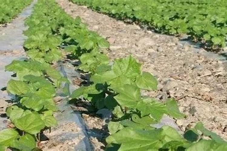 尿素施多久不怕下雨？