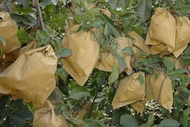 氮磷钾对马铃薯的茎叶生长和光合作用有哪些影响？