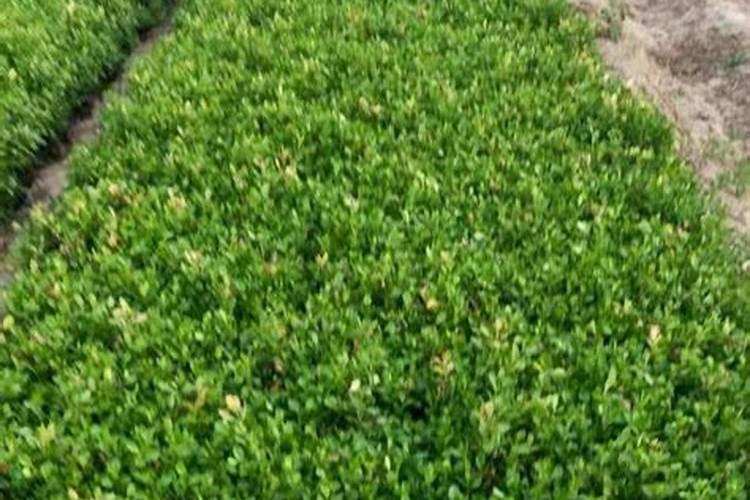 南京宁粮生物工程有限公司怎么样？