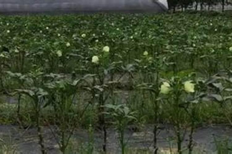 秋葵小苗什么时候施肥