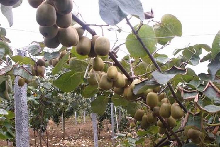 猕猴桃秋季施肥应该怎样施好