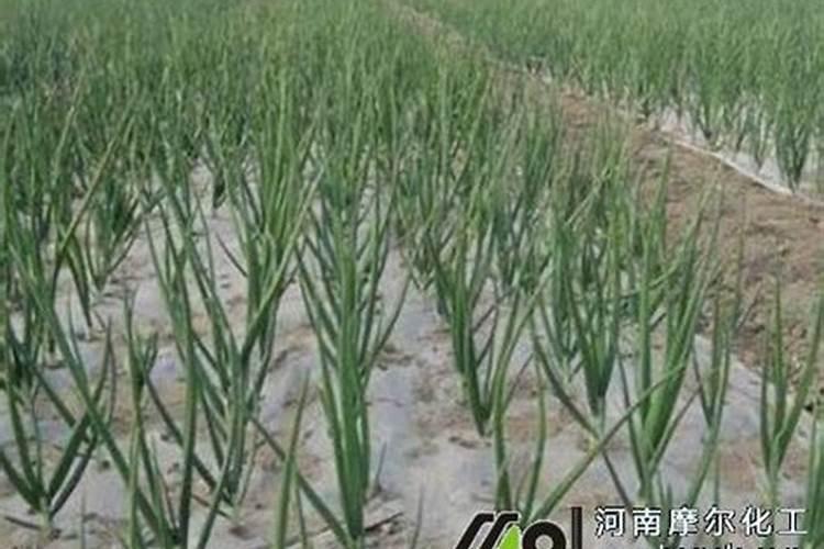 大葱施肥多大的量合适？怎样施肥能让大葱高产